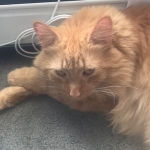 Meet your Posher, Mary ellen